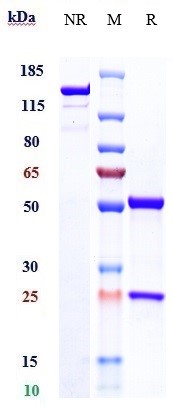Anti-MSPR/RON/CD136 Reference Antibody (Aveo anti-RON) on SDS-PAGE under reducing (R) condition
