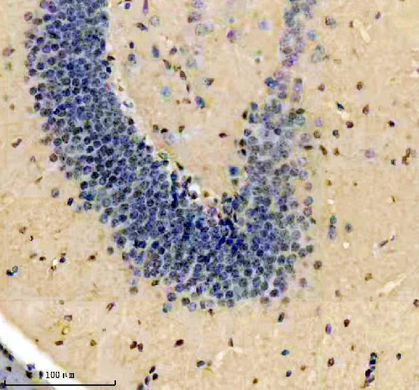 m01537 2 nfib primary antibodies ihc testing 1