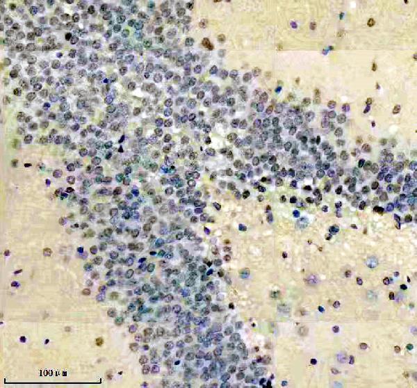 m01537 2 nfib primary antibodies ihc testing 3