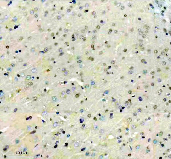 m01537 2 nfib primary antibodies ihc testing 4