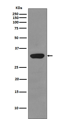 Western blot analysis of RPS3 expression in HepG2 cell lysate