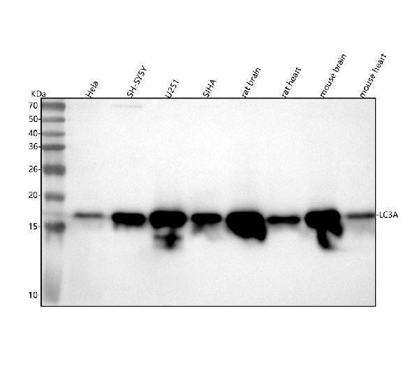 m01543 1 map1lc3a primary antibodies wb testing 1