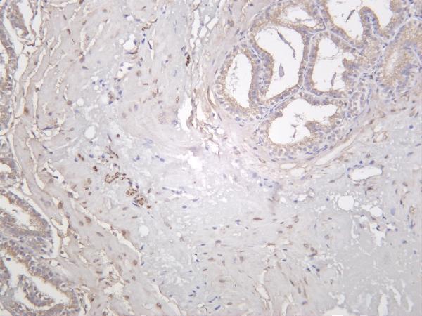 Mouse prostate was stained with anti-LC3A rabbit antibody