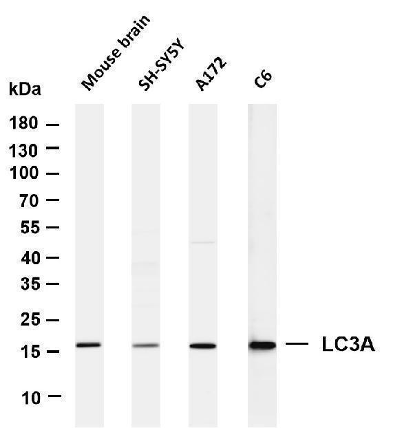 m01543 4 map1lc3a primary antibodies wb testing 1