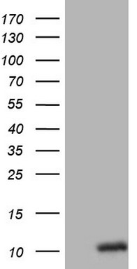 m01545 anti oxytocin neurophysin 1 oxt mouse monoclonal antibody clone id oti5g4 wb testing 1