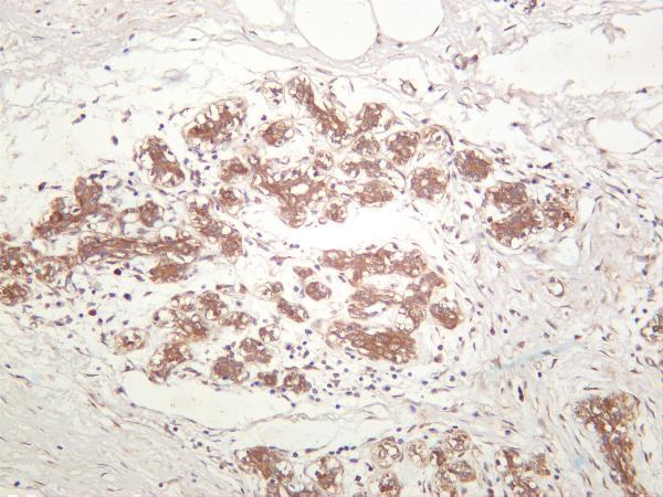 m01547 2 bag3 primary antibodies ihc testing 1