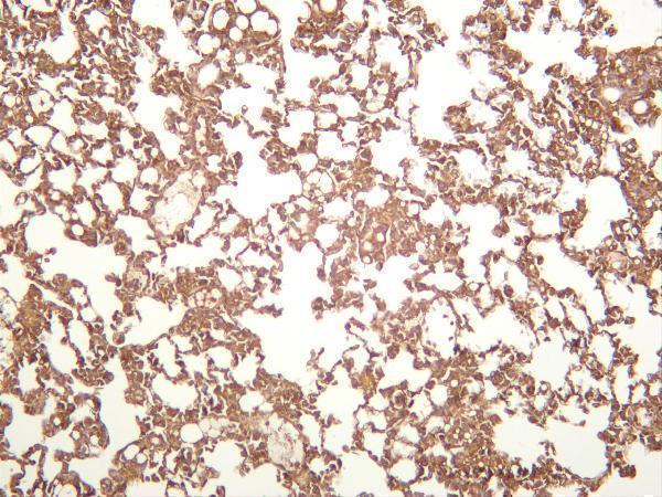 m01547 2 bag3 primary antibodies ihc testing 2