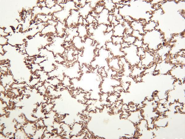 m01547 2 bag3 primary antibodies ihc testing 3
