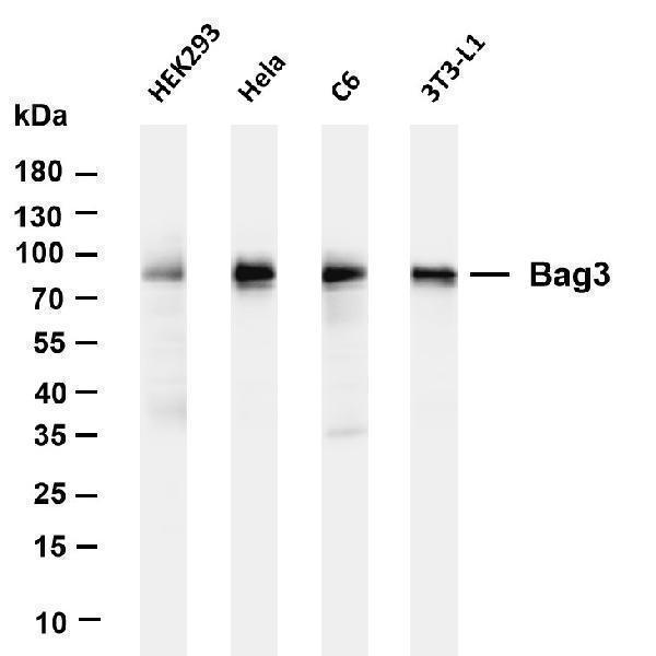 m01547 2 bag3 primary antibodies wb testing 1