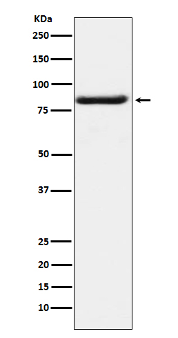 m01547 wb