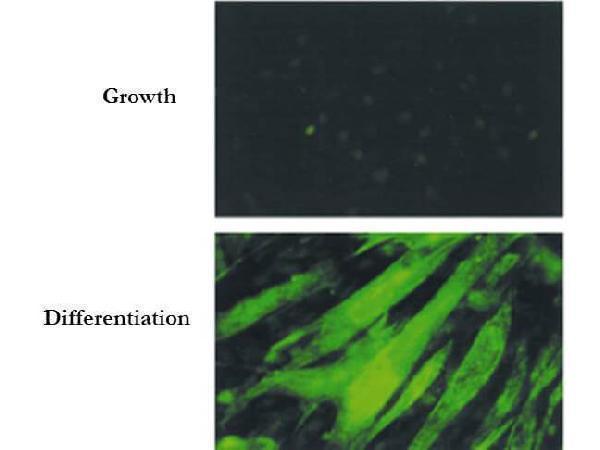 m01551 2 bin1 primary antibodies if testing 1