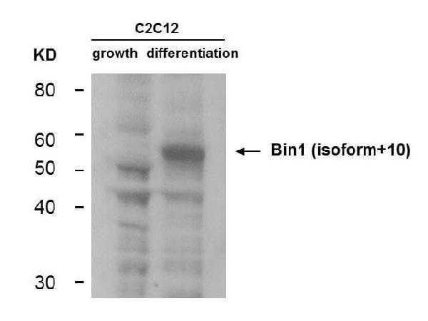 m01551 2 bin1 primary antibodies wb testing 3