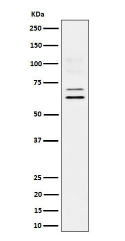 Western blot analysis of BIN1 expression in U87-MG cell lysate