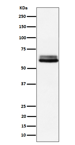 m01551 4 wb