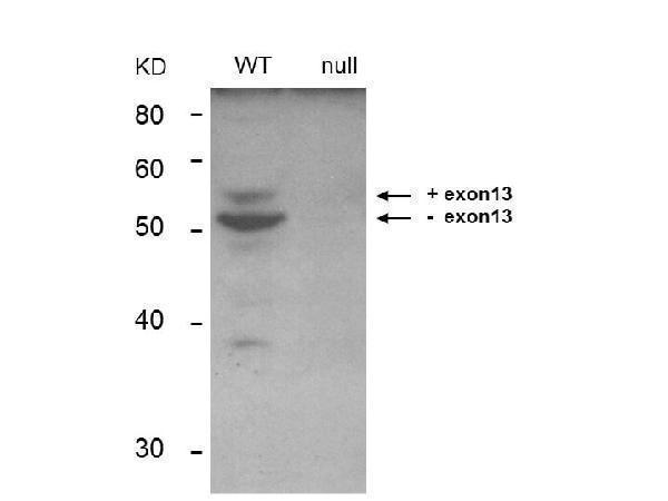 m01551 bin1 primary antibodies wb testing 1