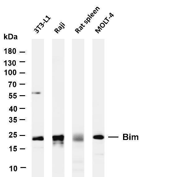 Various whole cell lysates were separated by 4-20% SDS-PAGE, and the membrane was blotted with anti-Bim antibody