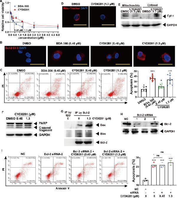 CYD0281 promotes HUVECs cell apoptosis by the exposure of the Bcl-2 BH3 domain