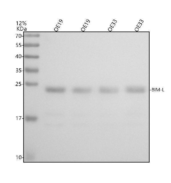 m01552 bim primary antibodies wb testing 1