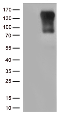m01556 anti ciita mouse monoclonal antibody clone id oti7b12 wb testing 1