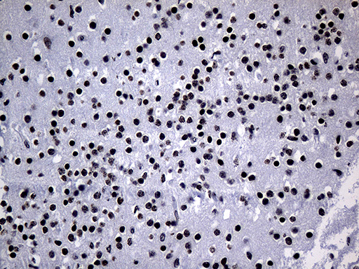 m01557 1 anti ppar delta ppard mouse monoclonal antibody clone id oti4d10 ihc testing 2