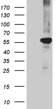 m01557 1 anti ppar delta ppard mouse monoclonal antibody clone id oti4d10 wb testing 1
