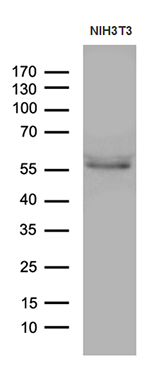 m01557 2 anti ppar delta ppard mouse monoclonal antibody clone id oti2d2 wb testing 2