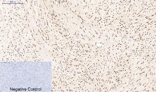 m01557 ppard primary antibodyes ihc testing 4