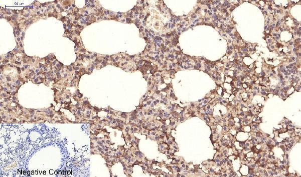 m01557 ppard primary antibodyes ihc testing 5