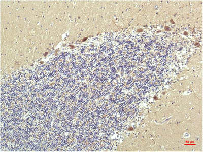 m01557 ppard primary antibodyes ihc testing 6