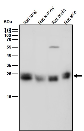 All lanes use the Antibody at 1:2000 dilution for 1 hour at room temperature