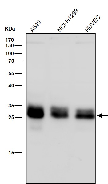 All lanes use the Antibody at 1:2000 dilution for 1 hour at room temperature