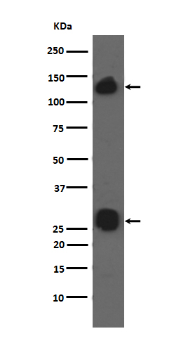 Western blot analysis of integrin alpha V expression in A549 cell lysates