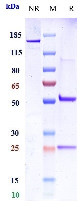 Anti-Integrin aV/ITGAV/CD51 Reference Antibody (intetumumab) on SDS-PAGE under reducing (R) condition