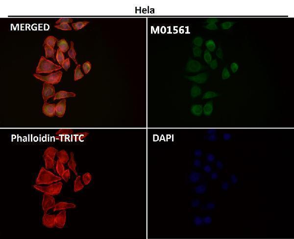 Immunofluorescent analysis using the Antibody at 1:50 dilution