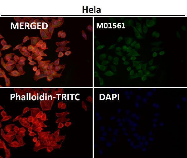 Immunofluorescent analysis using the Antibody at 1:50 dilution