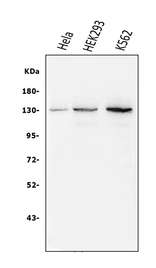 m01564 2 bubr1 bub1b primary antibodies wb testing 1