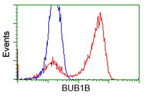 HEK293T cells transfected with either BUB1B (Myc-DDK-tagged) overexpress plasmid (Red) or empty vector control plasmid (Blue) were immunostained by anti-BUB1B antibody (M01564)