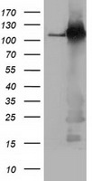 m01564 anti bubr1 bub1b mouse monoclonal antibody clone id oti6e3 wb testing 1