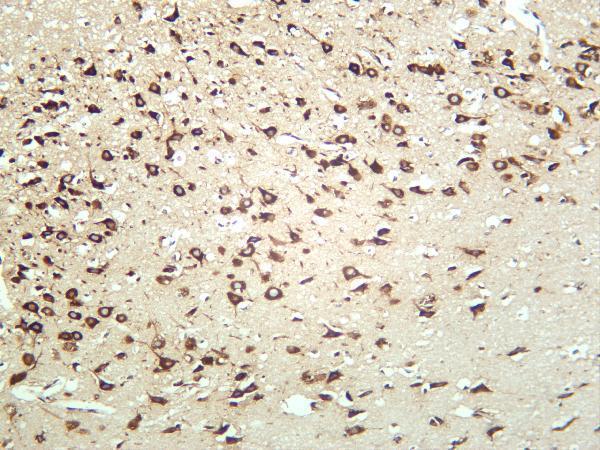 Rat brain was stained with anti-RPS6 rabbit antibody
