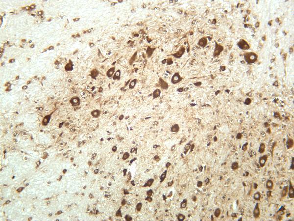 Mouse brain was stained with anti-RPS6 rabbit antibody