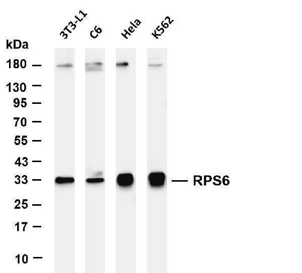 m01567 1 rps6 primary antibodies wb testing 1