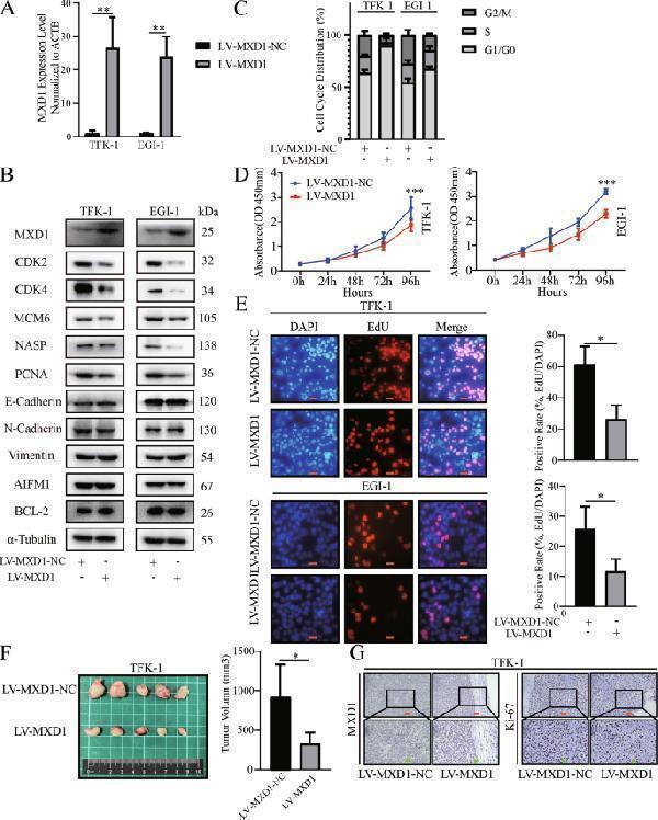 MXD1 overexpression reduces the malignant behaviors of ECCA cells