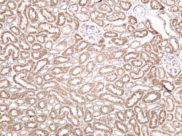 Mousekidney was stained with anti-AIF-M1 rabbit antibody