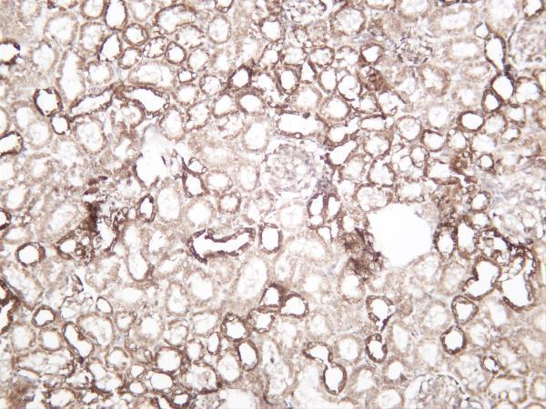 Ratkidney was stained with anti-AIF-M1 rabbit antibody