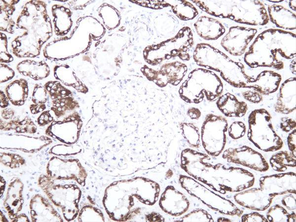 Humankidney was stained with anti-AIF-M1 rabbit antibody