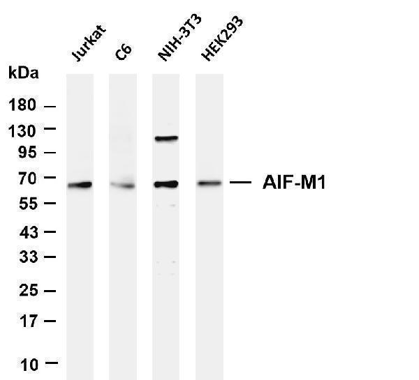 m01571 4 aifm1 primary antibodies wb testing 1
