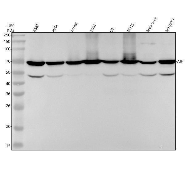 m01571 aif primary antibodies wb testing 1
