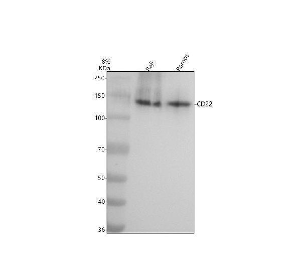 m01572 1 cd22 primary antibodies wb testing 1