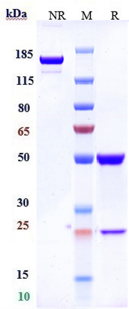 m01572 11 sds page