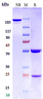 m01572 13 sds page